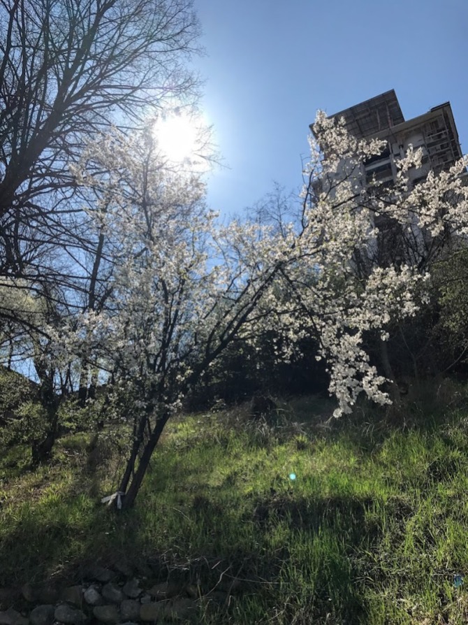 Spring flowers in bloom in Telavi