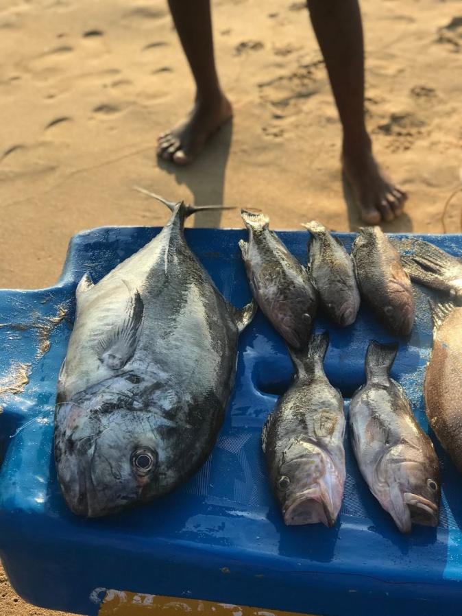 Fresh catch at Kovalam beach in Chennai 