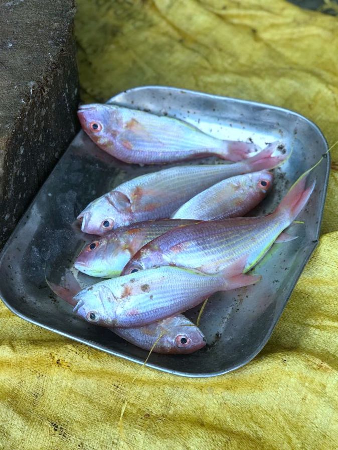 Red Snapper at Kovalam fish market in Chennai