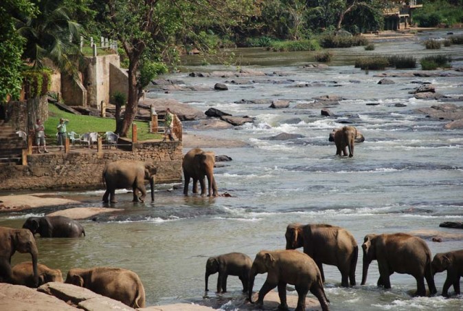 Elephants bathing in Pinnawala
