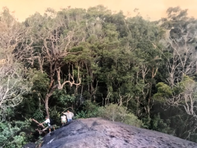 Dense rainforest in Sirigiya, Srilanka