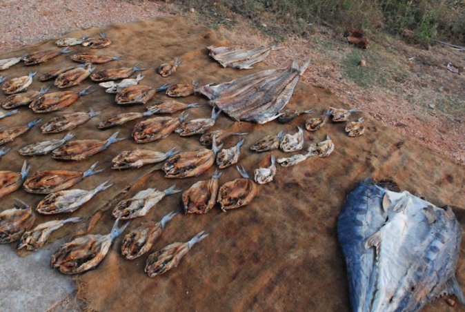 Fish drying by the roadside in Trincomalee