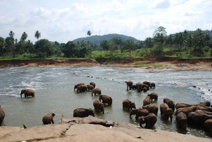 Elephants bathing in Pinnawala