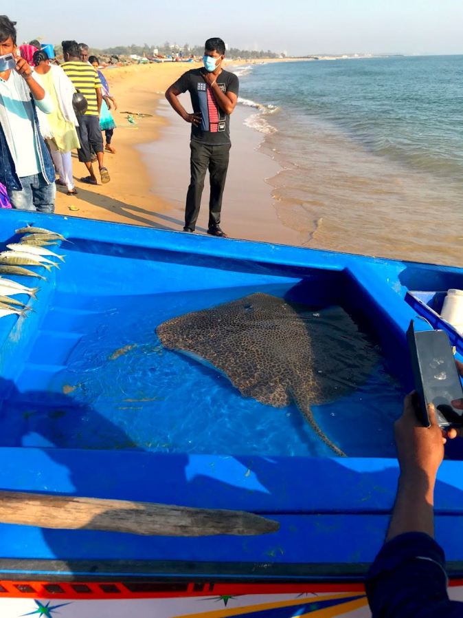 A sting ray caught in Kovalam beach in Chennai