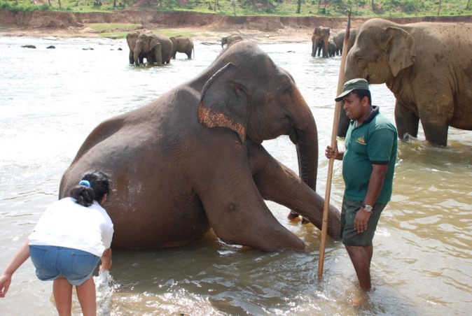 Bathing an elephant in Pinnawala in Srilanka