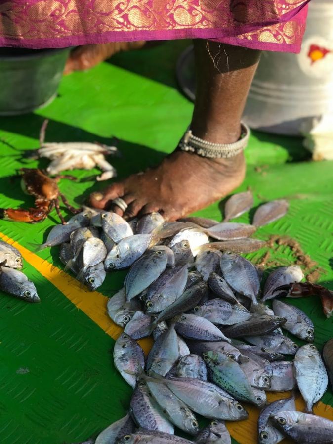 Fresh catch at Kovalam beach in Chennai